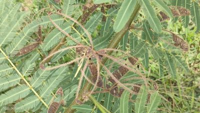 Mimosa pigra, photographed by Ong Jyh Seng