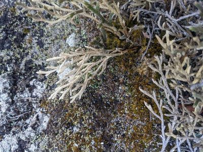 Selaginella tortipila, photographed by Zac Peterson