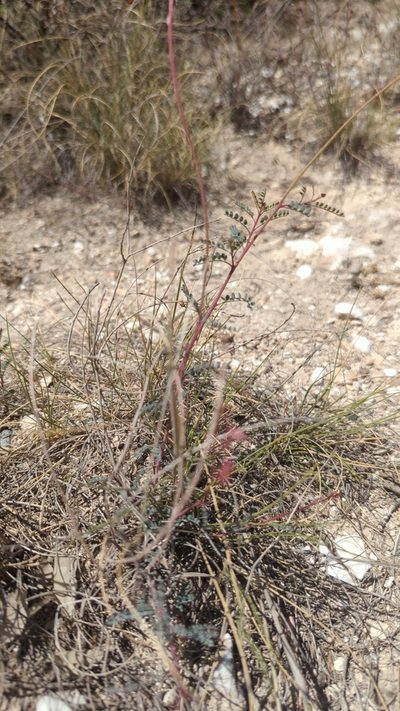 Marina filiciformis, photographed by Alan Rockefeller