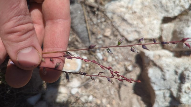 Marina filiciformis, photographed by Alan Rockefeller