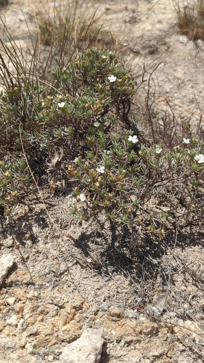 Antiphytum hintoniorum, photographed by Alan Rockefeller