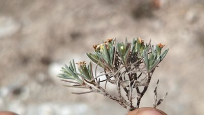 Antiphytum hintoniorum, photographed by Alan Rockefeller
