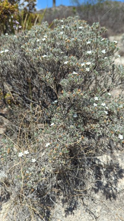Antiphytum hintoniorum, photographed by Alan Rockefeller