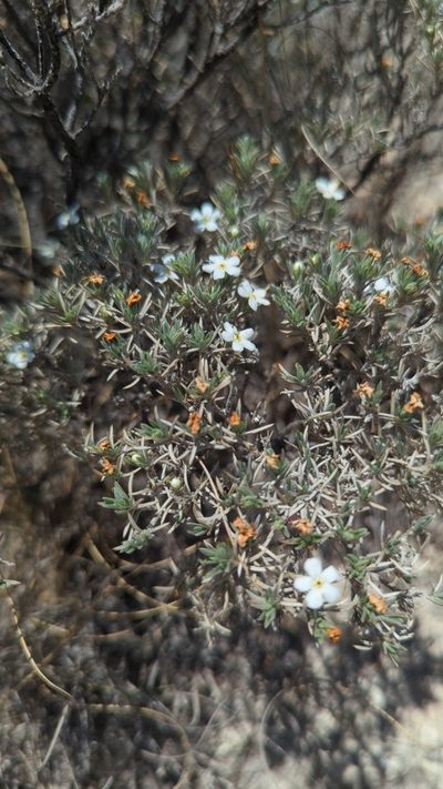 Antiphytum hintoniorum, photographed by Alan Rockefeller