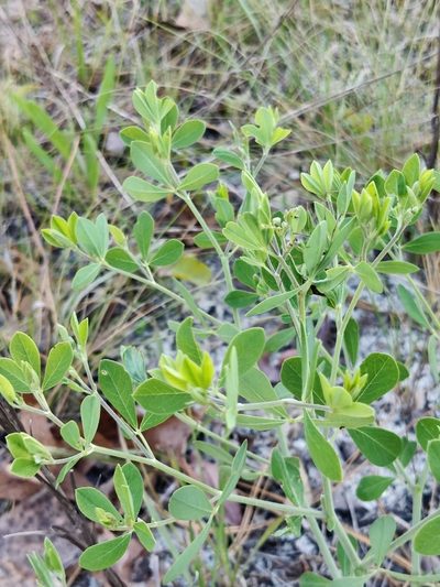 Baptisia lecontei, photographed by Scott Allen Davis