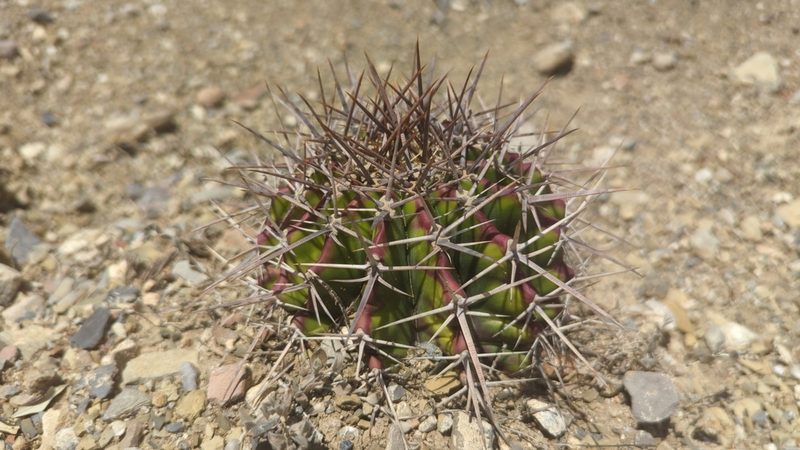 Echinocactus platyacanthus, photographed by Alan Rockefeller