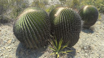 Echinocactus platyacanthus, photographed by Alan Rockefeller