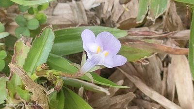 Bonnaya antipoda, photographed by Ong Jyh Seng