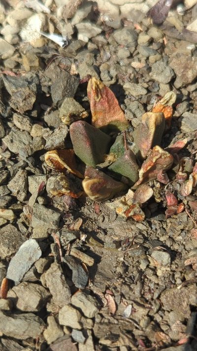 Ariocarpus scaphirostrus, photographed by Alan Rockefeller