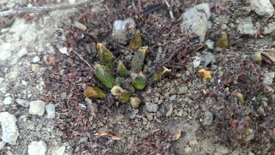 Ariocarpus scaphirostrus, photographed by Alan Rockefeller