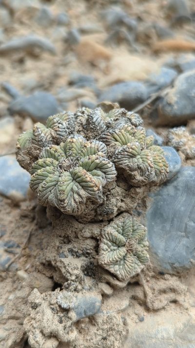 Aztekium ritteri, photographed by Alan Rockefeller