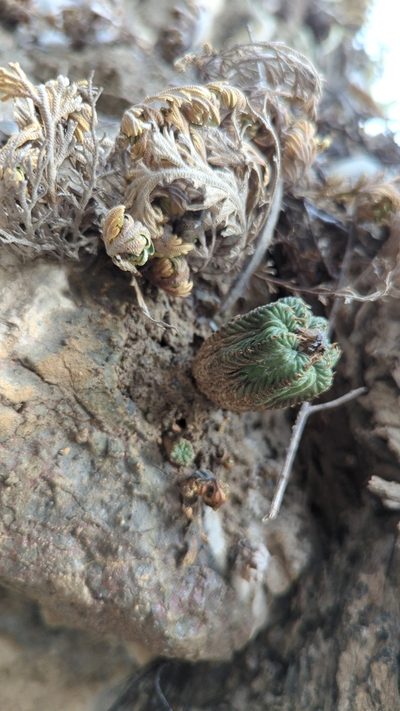 Aztekium ritteri, photographed by Alan Rockefeller