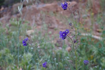 Phacelia parryi, photographed by Kristen Francis