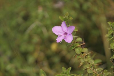 Barleria mysorensis, photographed by Haneesh K M
