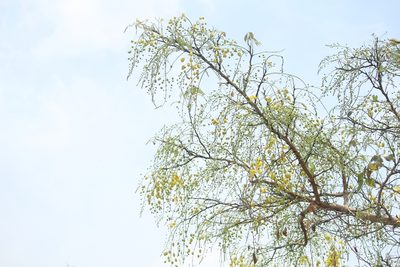 Cassia fistula, photographed by Haneesh K M