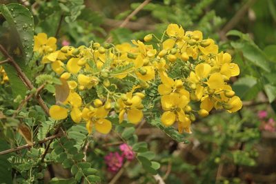 Senna auriculata, photographed by Haneesh K M