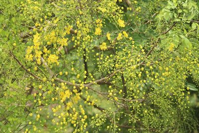 Cassia fistula, photographed by Haneesh K M