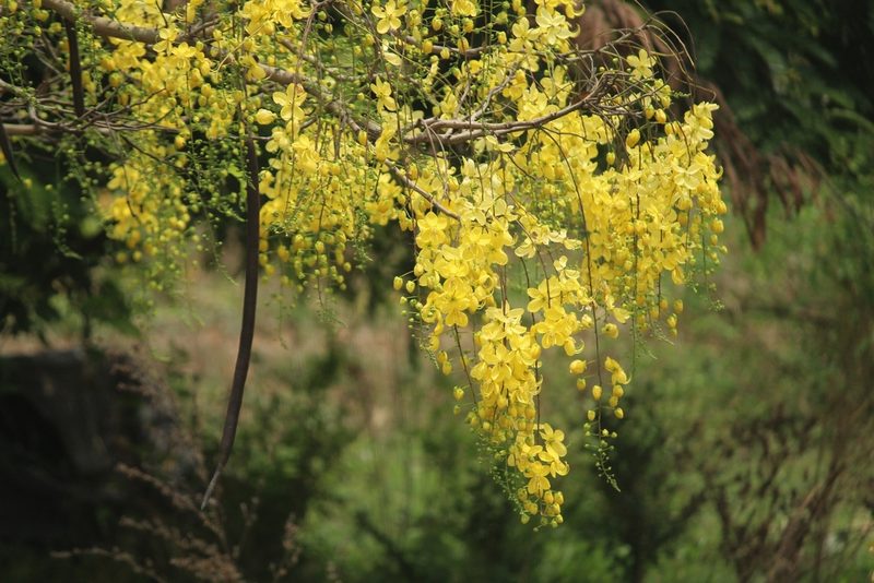 Cassia fistula, photographed by Haneesh K M