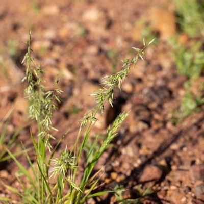 Enneapogon avenaceus, photographed by Kym Nicolson