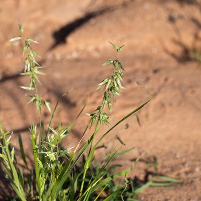 Enneapogon avenaceus, photographed by Kym Nicolson