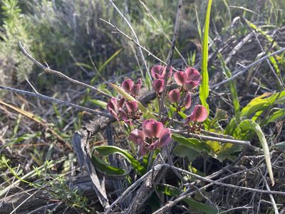 Lomatium lucidum, photographed by Rachel Whitt