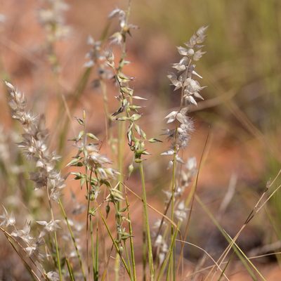 Enneapogon avenaceus, photographed by Kym Nicolson