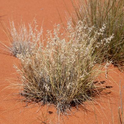 Enneapogon avenaceus, photographed by Kym Nicolson