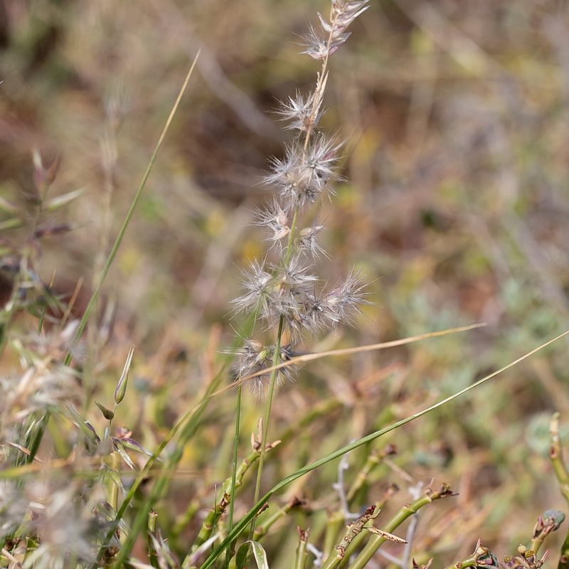 Enneapogon avenaceus, photographed by Kym Nicolson