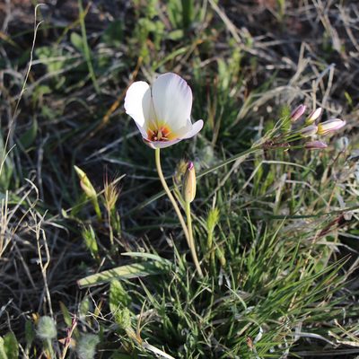 Calochortus flexuosus, photographed by Paul McClellan