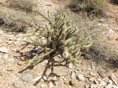 Cylindropuntia acanthocarpa, photographed by Rachel Stringham