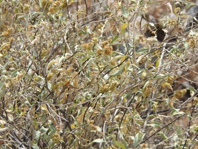 Ambrosia deltoidea, photographed by Rachel Stringham