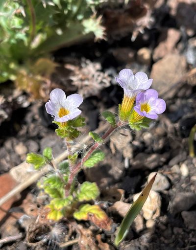 Phacelia suaveolens, photographed by Roger Raiche