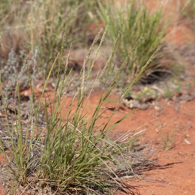 Enneapogon cylindricus, photographed by Kym Nicolson