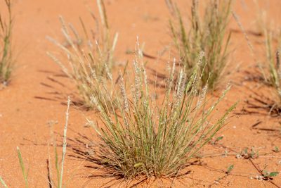 Enneapogon cylindricus, photographed by Kym Nicolson