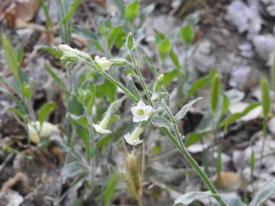 Nicotiana obtusifolia, photographed by Rachel Stringham