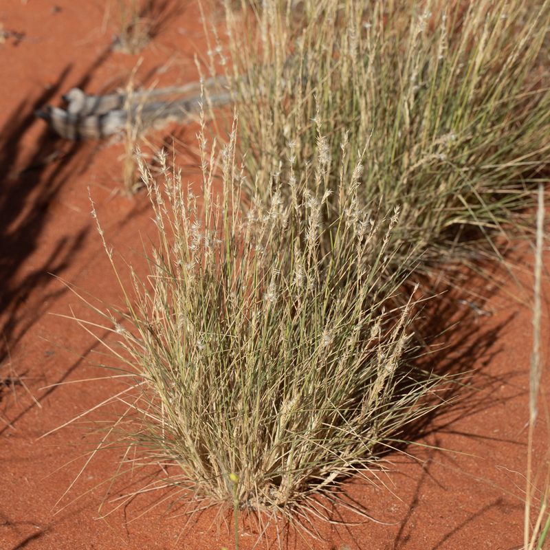 Enneapogon cylindricus, photographed by Kym Nicolson