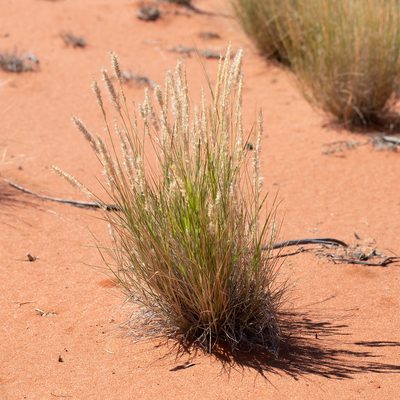 Enneapogon cylindricus, photographed by Kym Nicolson