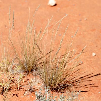 Enneapogon cylindricus, photographed by Kym Nicolson