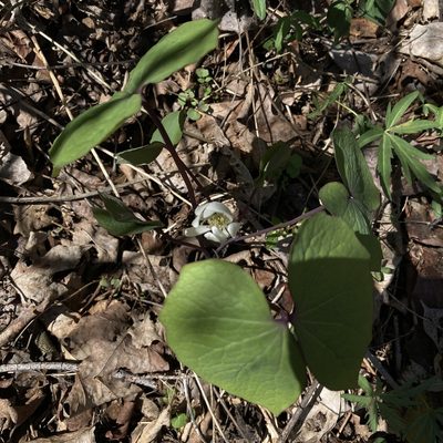 Jeffersonia diphylla, photographed by Christopher Zacharias