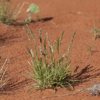 Enneapogon polyphyllus, photographed by Kym Nicolson
