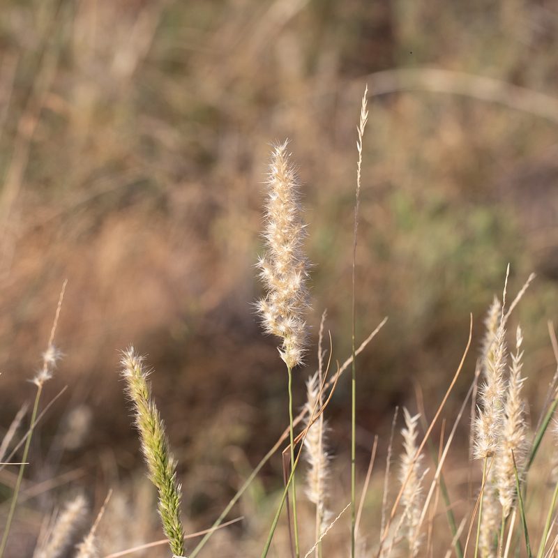 Enneapogon polyphyllus, photographed by Kym Nicolson