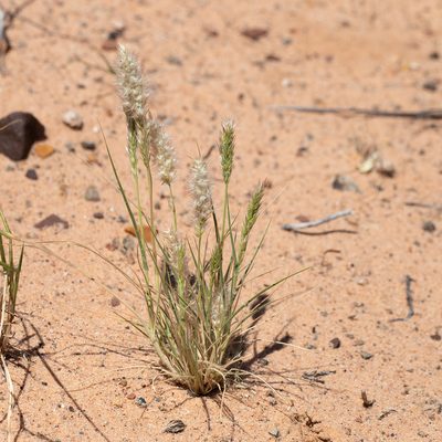 Enneapogon polyphyllus, photographed by Kym Nicolson