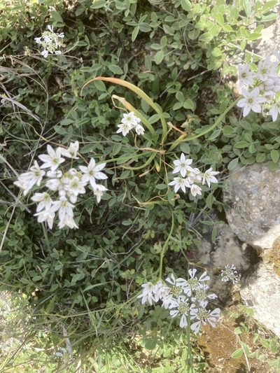 Allium trifoliatum, photographed by Andre Hosper