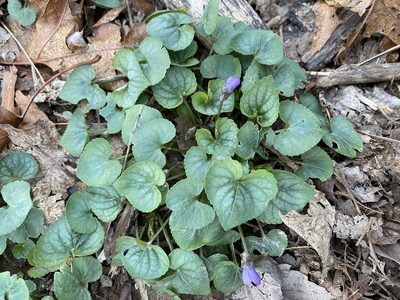 Viola hirsutula, photographed by Emily Summerbell