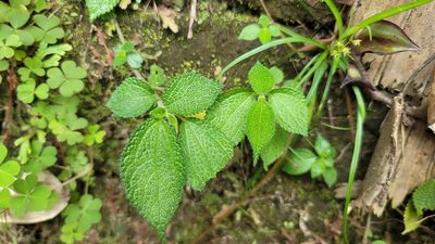 Boehmeria pilosiuscula, photographed by Sandy