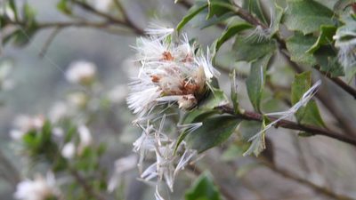 Baccharis conferta, photographed by Bernabe Colohua