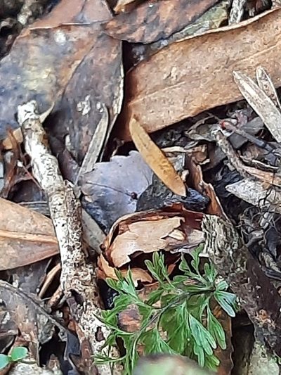 Dactylanthus taylorii, photographed by Emily Roberts