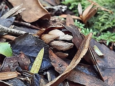 Dactylanthus taylorii, photographed by Emily Roberts