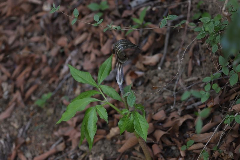 Arisaema limbatum, photographed by Se Lena