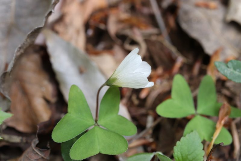 Oxalis nipponica, photographed by Se Lena